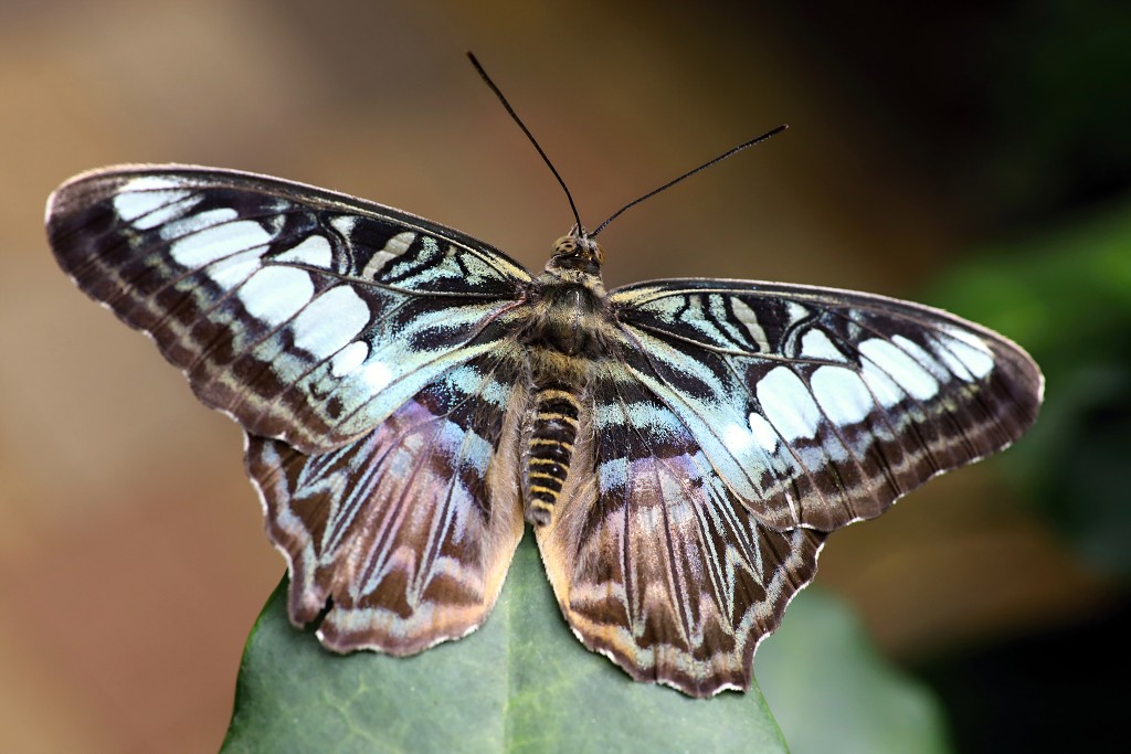 vlinder vlinders hdr insect insecten nederland uitheems Lepidoptera rups rupsen vlindertuin natuur